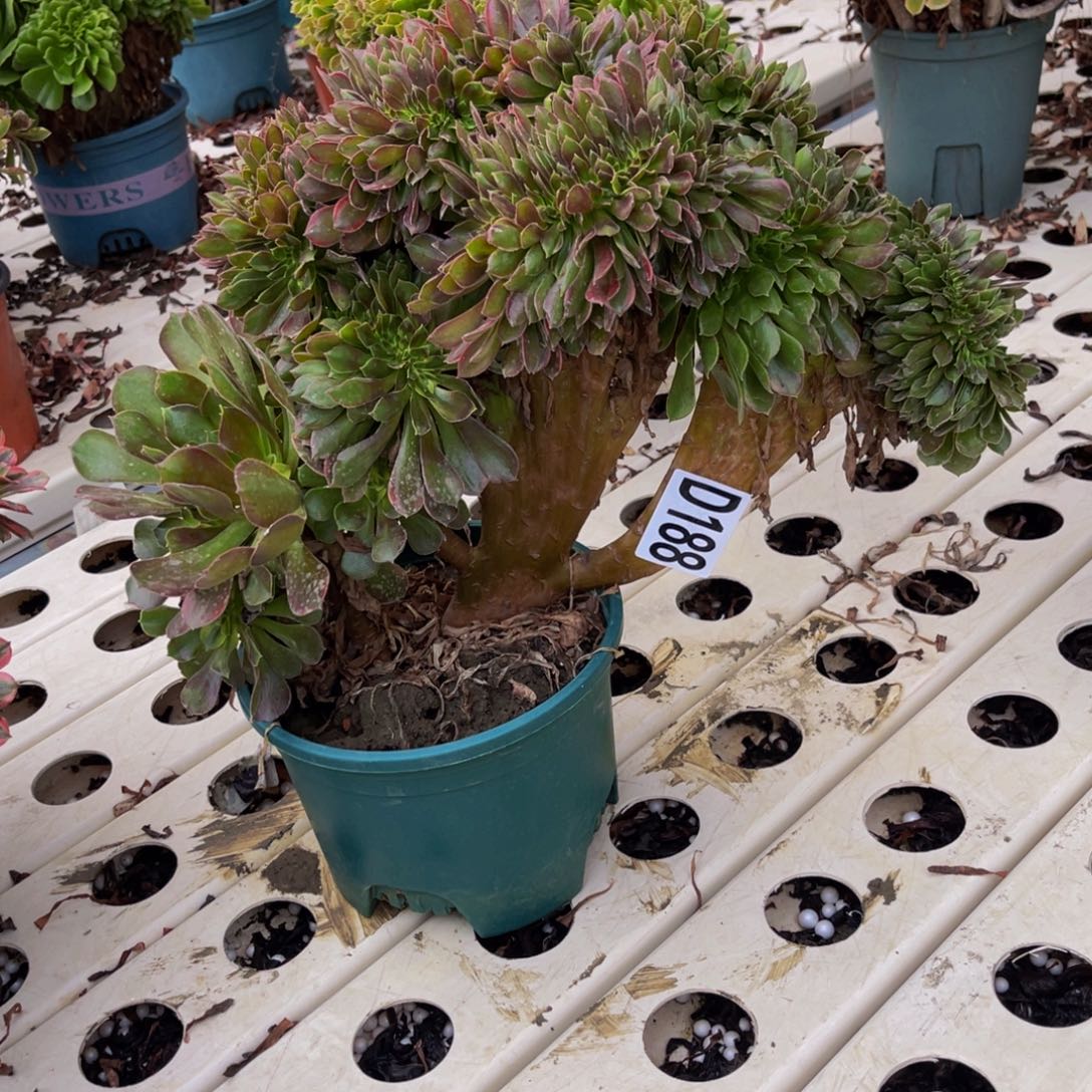 雅典娜法师7///-16包邮