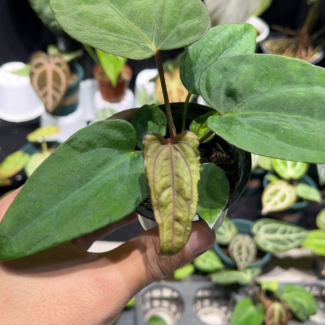 不开花植物黑丝绒杂黑桃杂黑凤凰