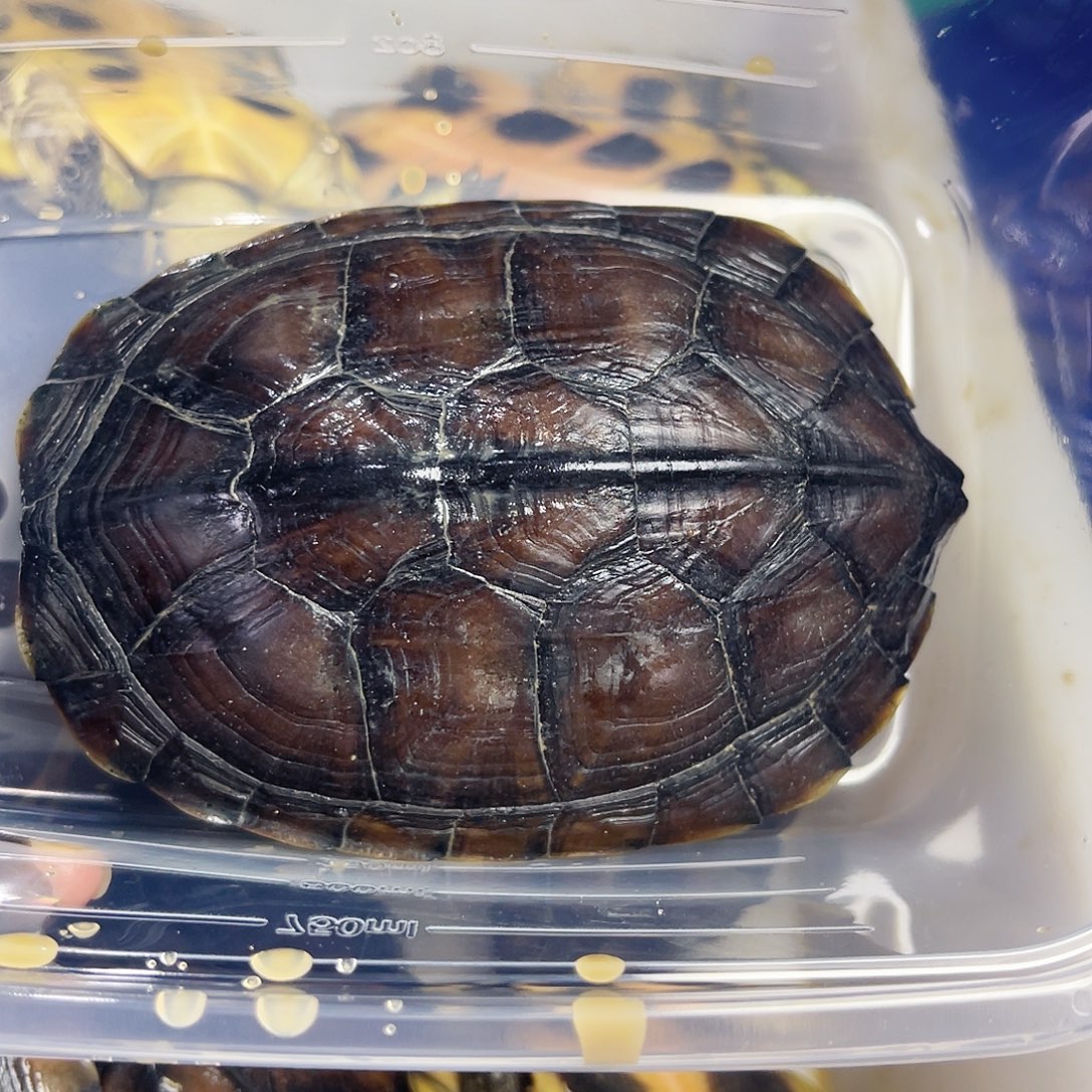 老***.绿毛龟公小青母一个10.8