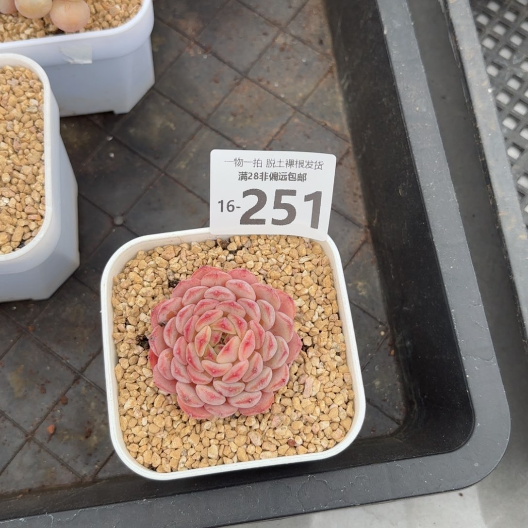 白胖子多肉多肉多肉多肉