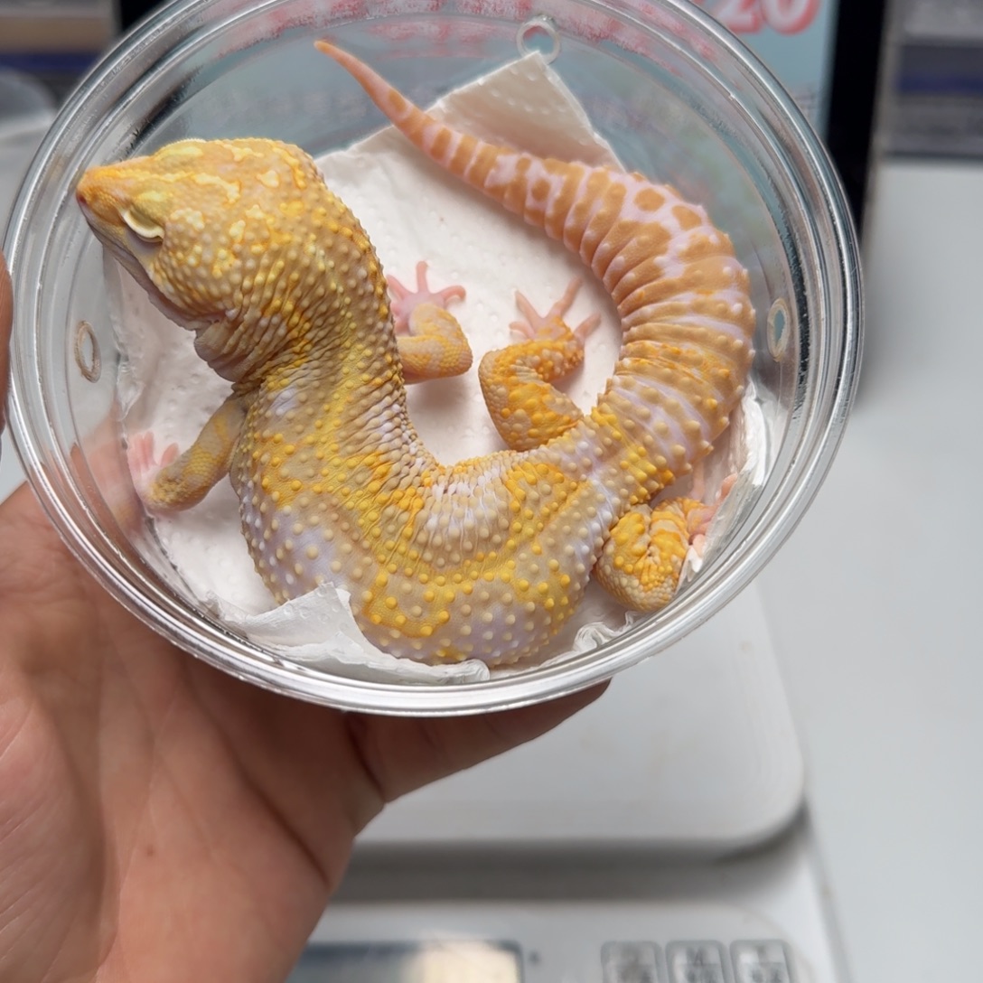 豹纹守宫川普弟弟