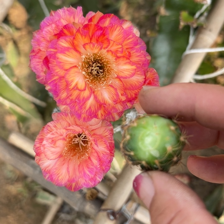 45丽花美花3歪无根侧芽2一3公分左右