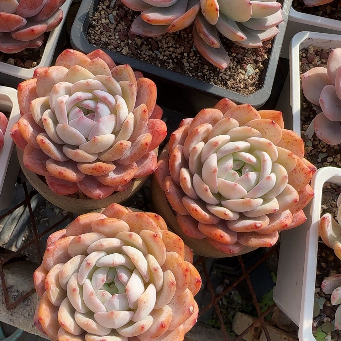 精控老桩红血橙三颗