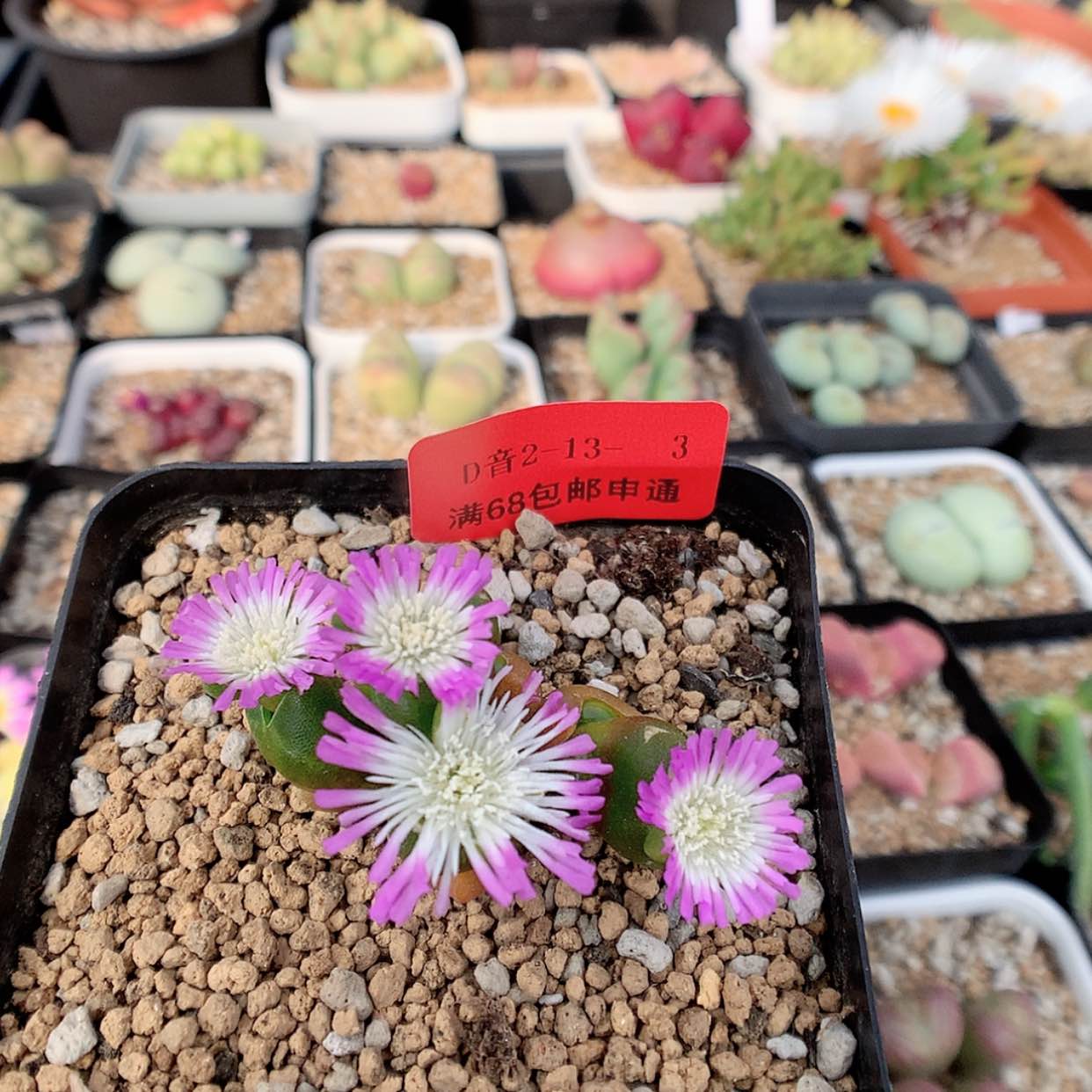 【闪购商品】2-13-3 胡桃玉 22