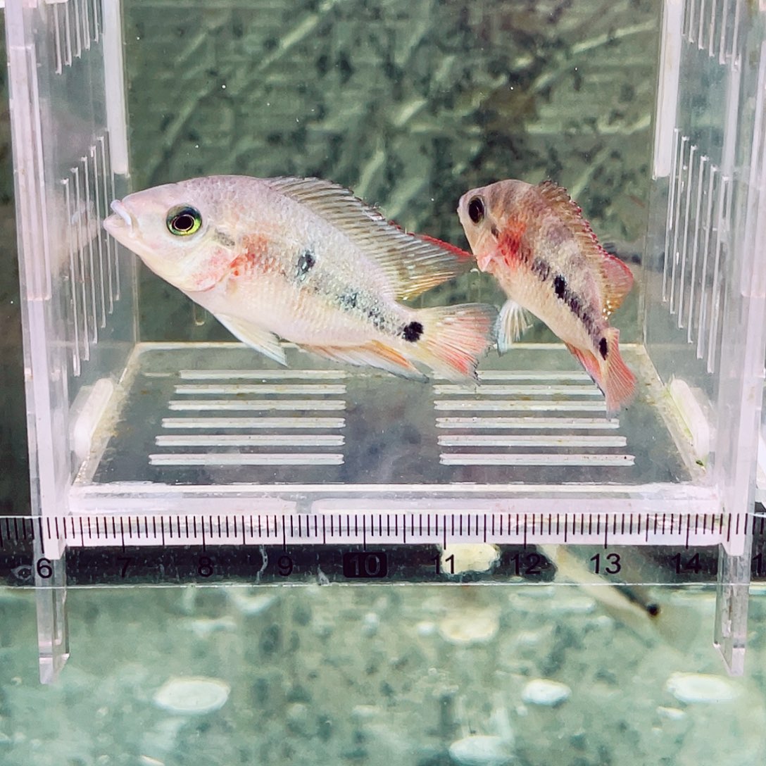 o***o罗汉鱼红马罗汉鱼苗两条