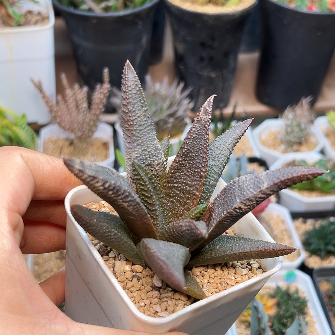 黑王寿硬叶十二    