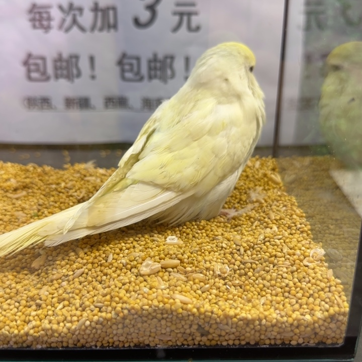 虎皮鹦鹉大头虎皮鹦鹉