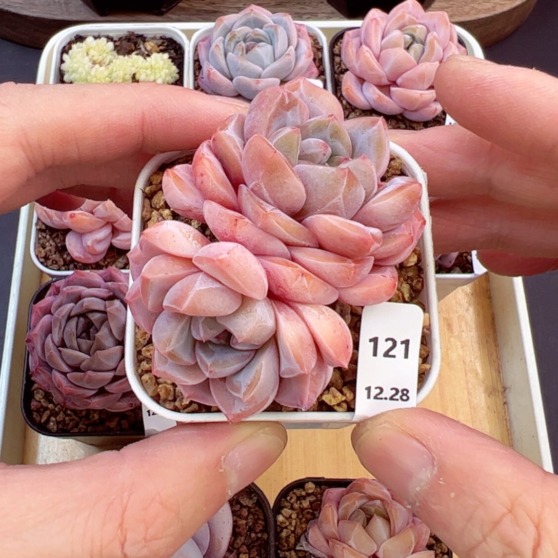 好好看121、哈哈哈哈