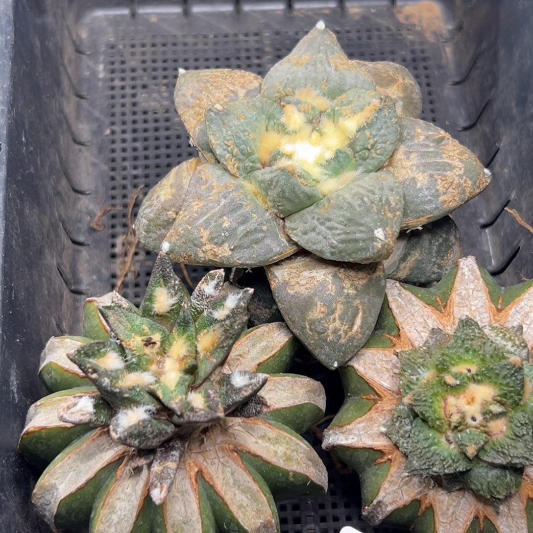 94 仙人球的比赛将于本