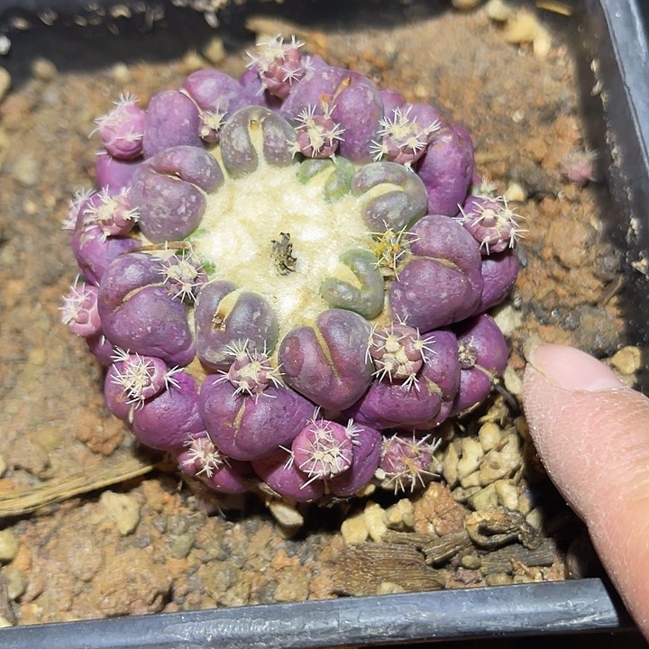 满38包邮2天凑单，脱土晾根发货多肉植物