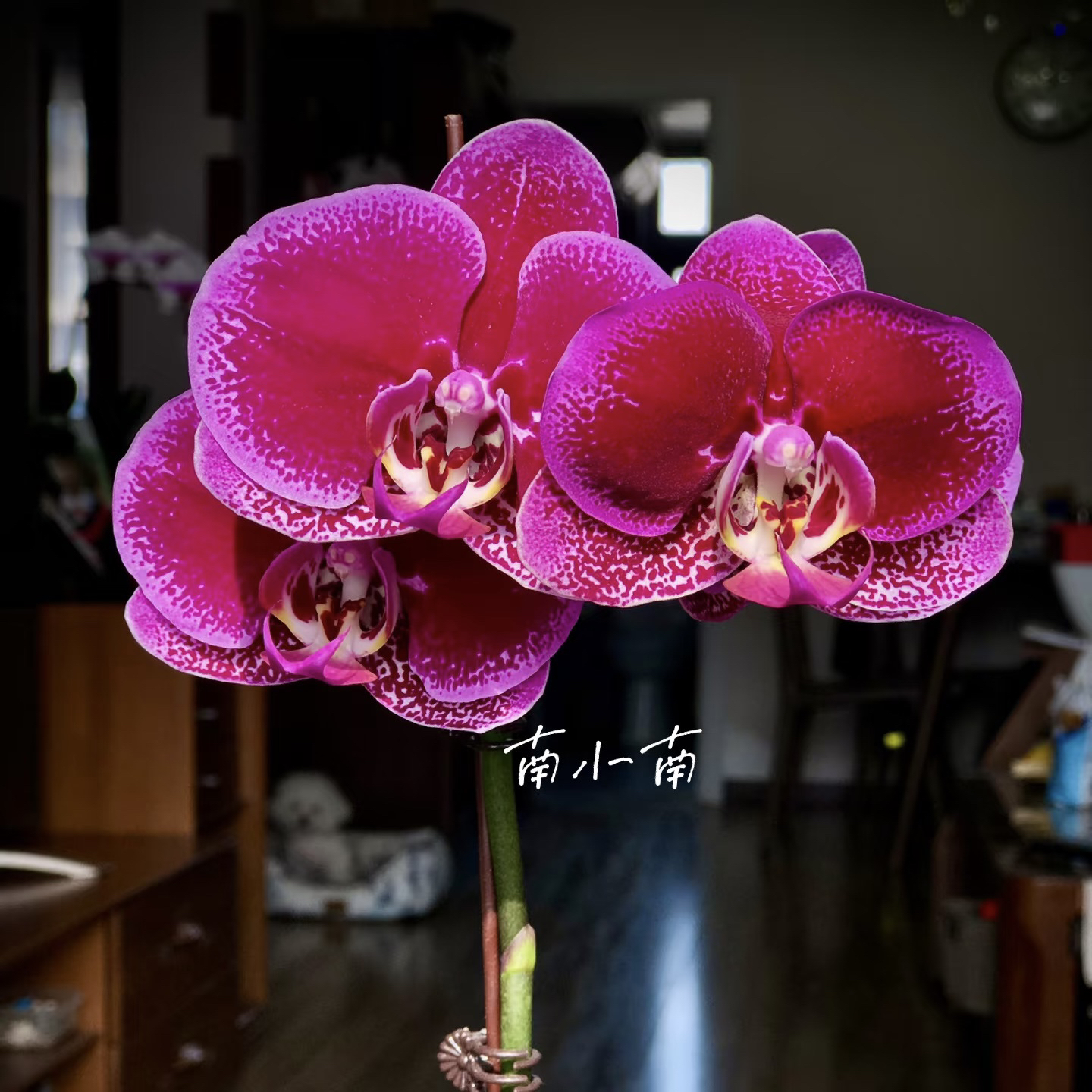 植趣蝴蝶兰【黑玫瑰】艳丽3.5加高成熟苗 剪过自然梗 叶片微瑕