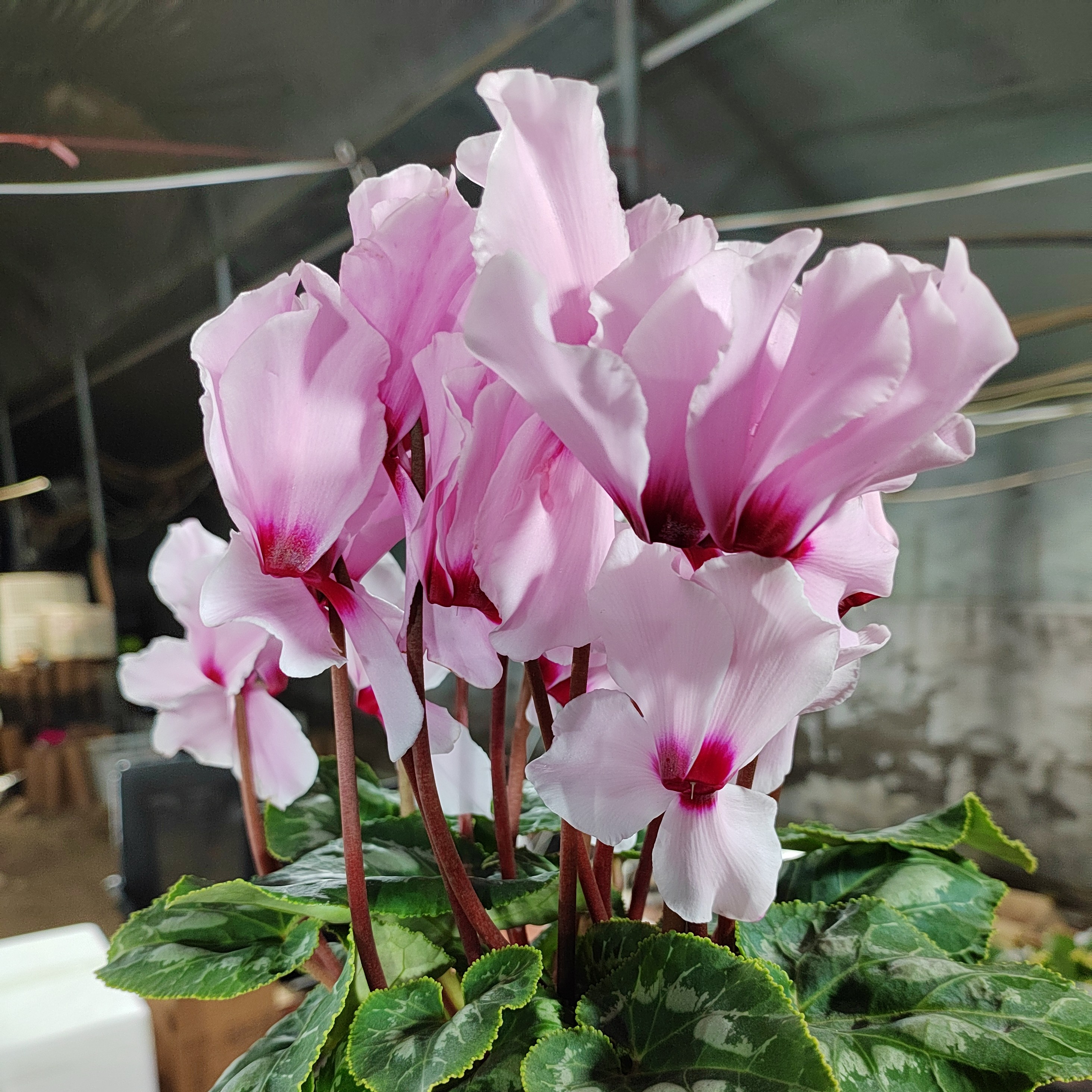 福利款花卉花香唇20号链接15厘米盆径带香味四季开花好养活