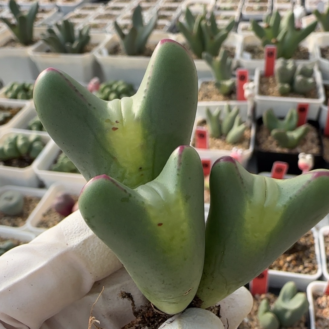 1-3-140当天满38包邮大眼嘟嘟嘴皮卡丘有放置斑脱土