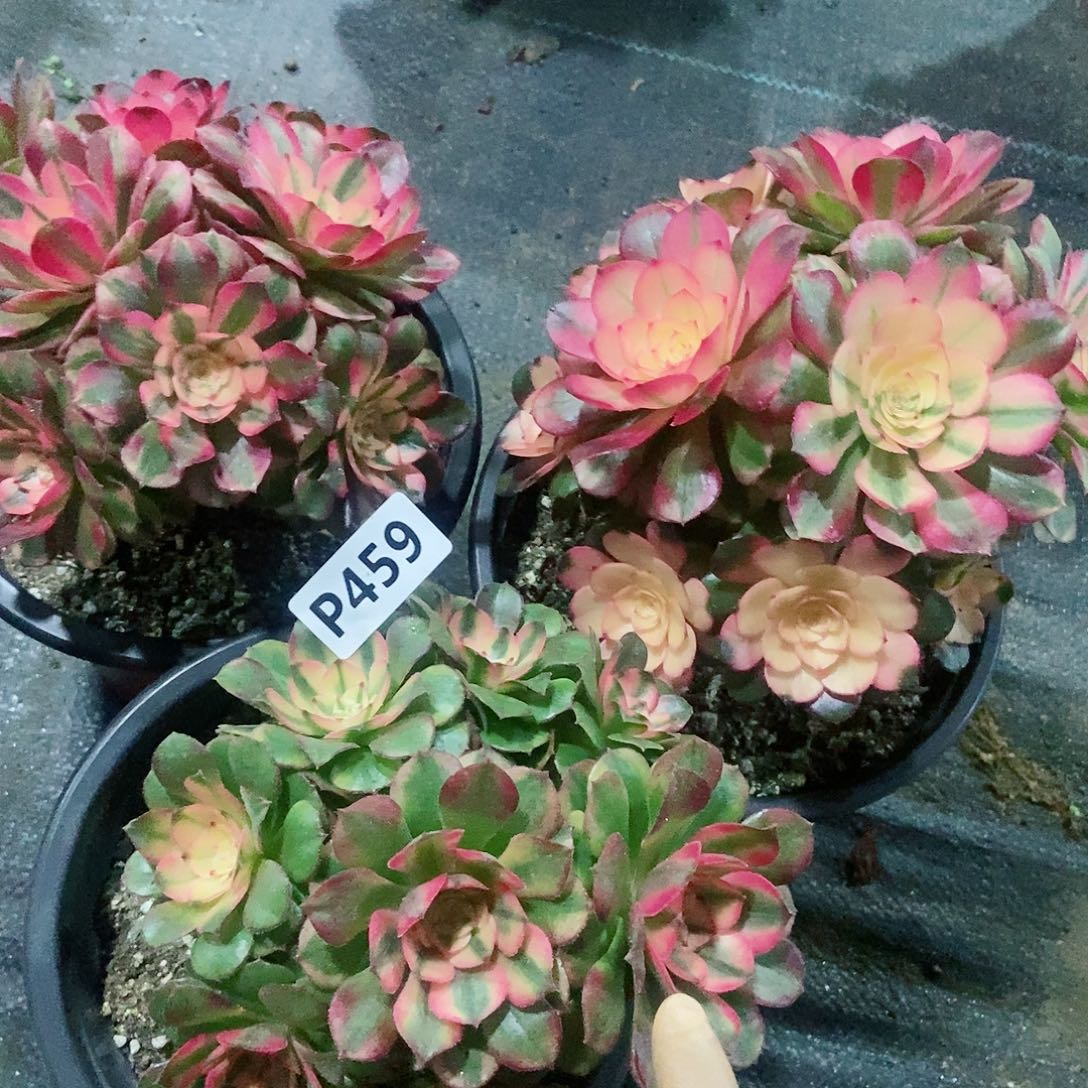 红陶6****人459套餐3颗5冠14.5