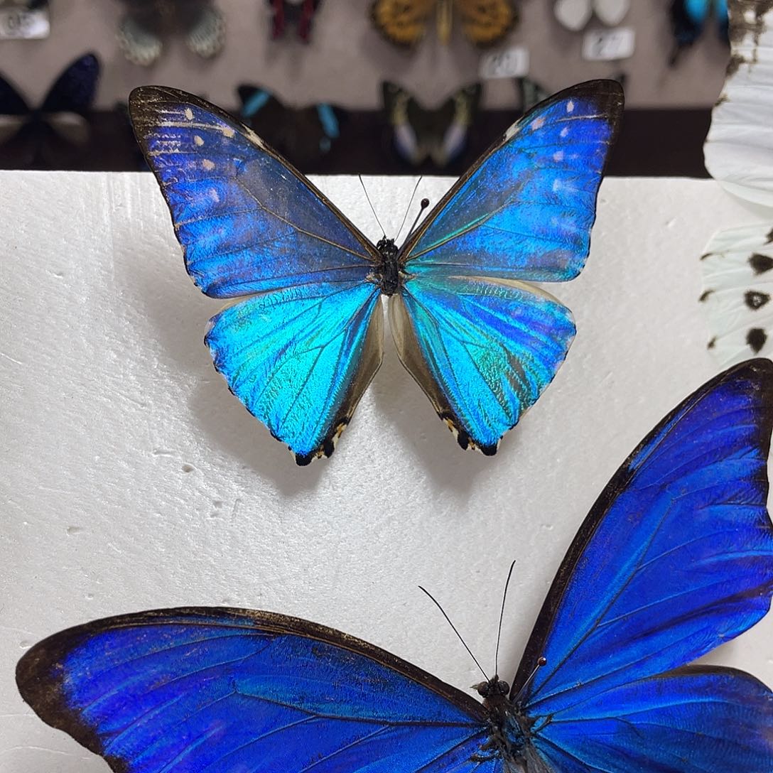 有机玻璃蝴蝶标本