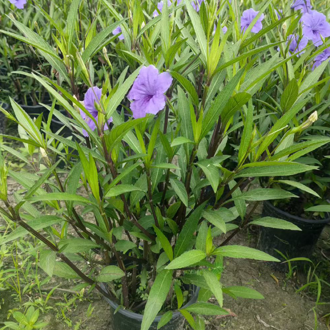 翠芦莉盆栽多年生花卉耐热耐阴适合阳台庭院种植