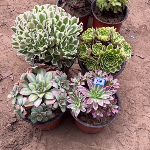 700多肉植物组合，