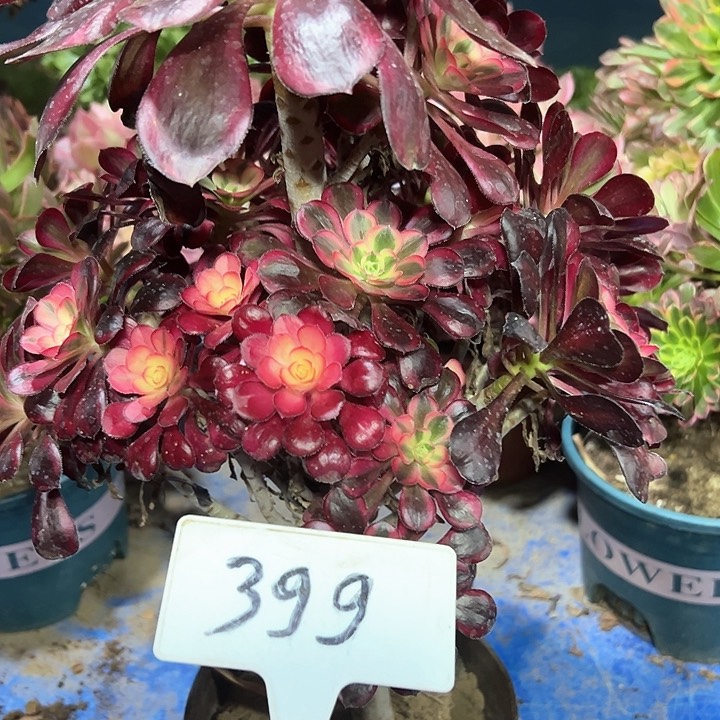 多肉植物丽哪法师