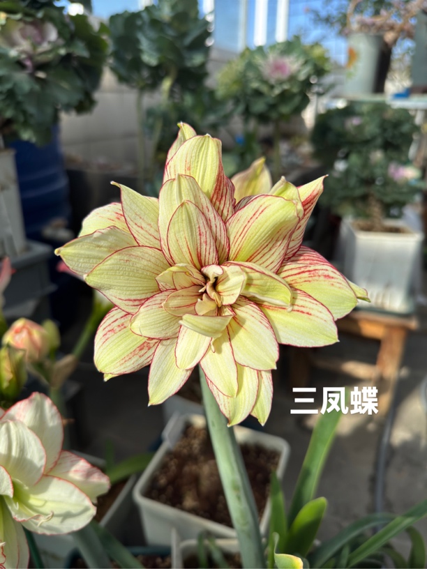 朱顶红三凤蝶 奶油粉色2 香水 双蜻蜓 双凤蝶 月亮的爱 沙墙PG10