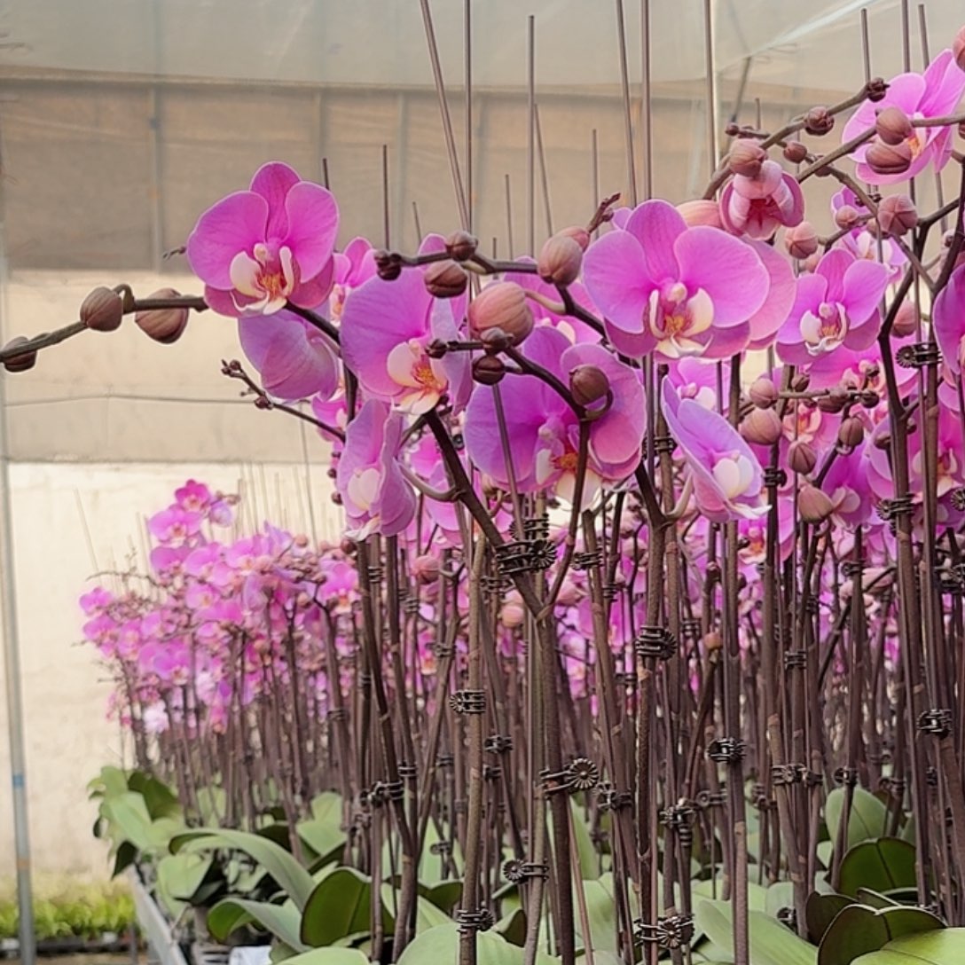 无花朵小叶安娜一物一拍一颗