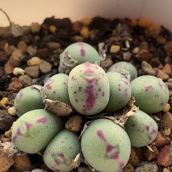 147 小型毛口笛。   