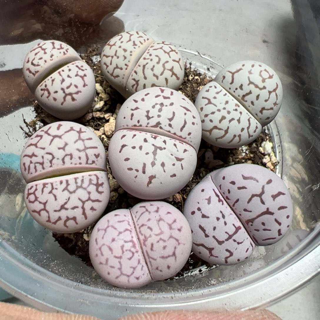 【闪购商品】 143。     