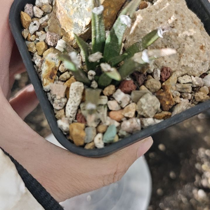 一物一拍，老家输入龙舌兰牡丹！