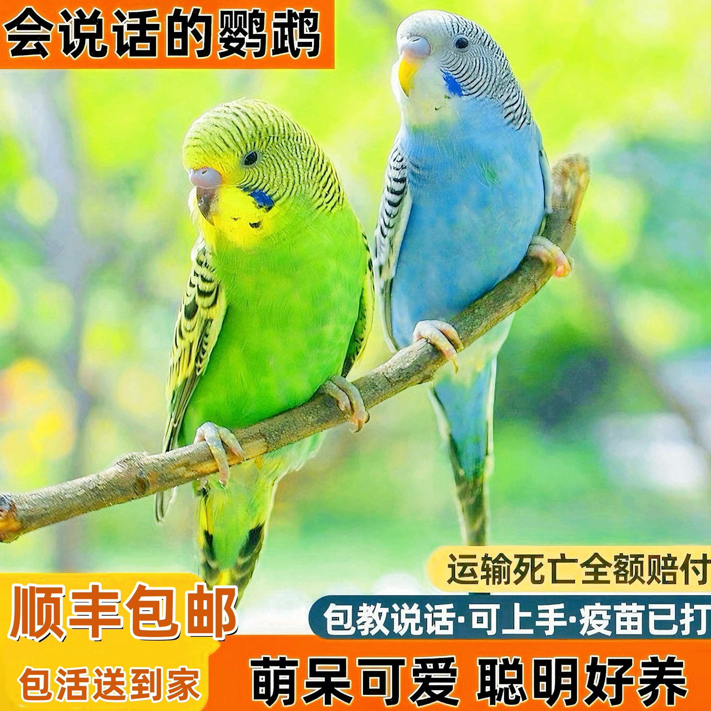 【1/3只专拍 顺丰快递】虎皮鹦鹉活鸟手养宠物鸟可繁殖学说话亲人