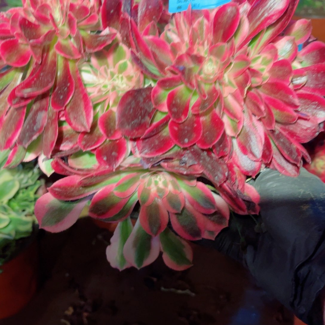 多肉植物388福利