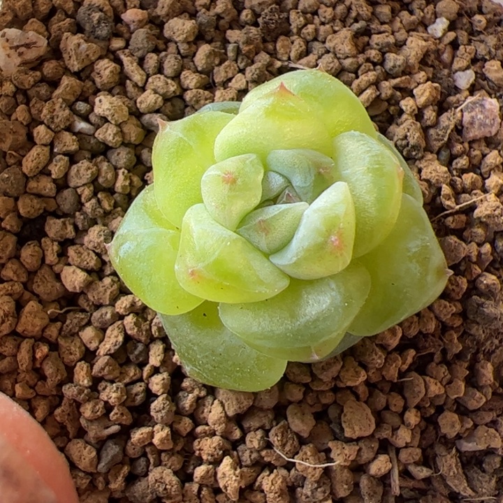 一物一拍，精品糖心