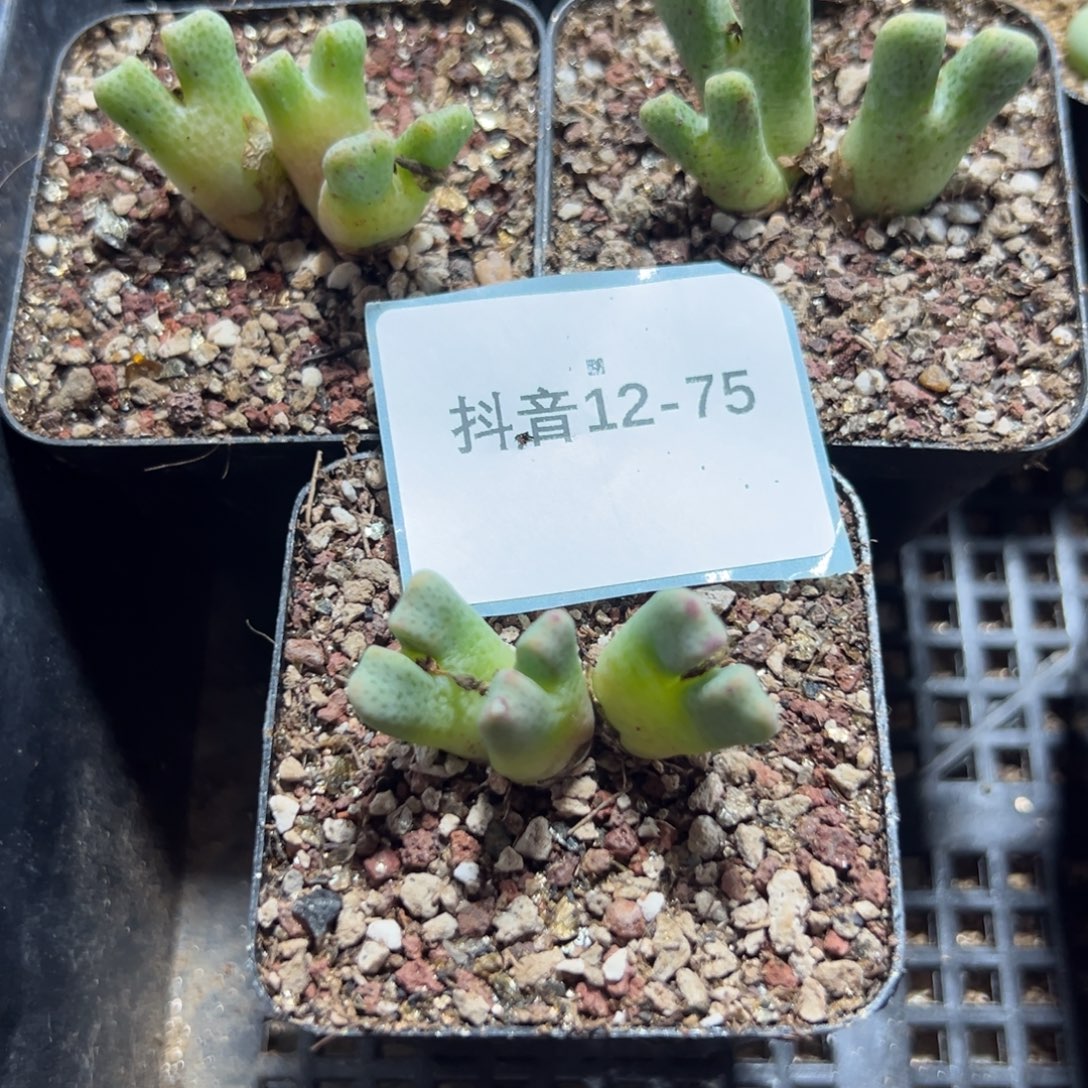 12-75量拍3头鹿角斑马一颗