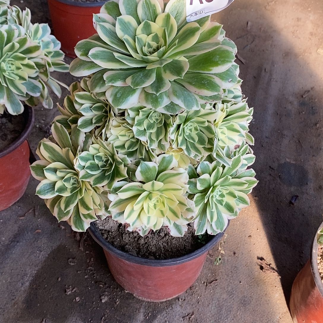 迈巴赫多肉法师535