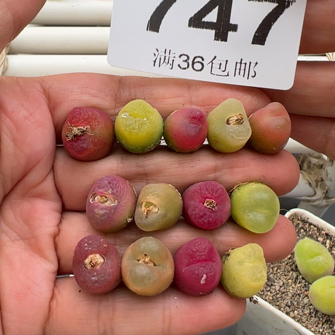 3.9好看的多肉脱土发货747