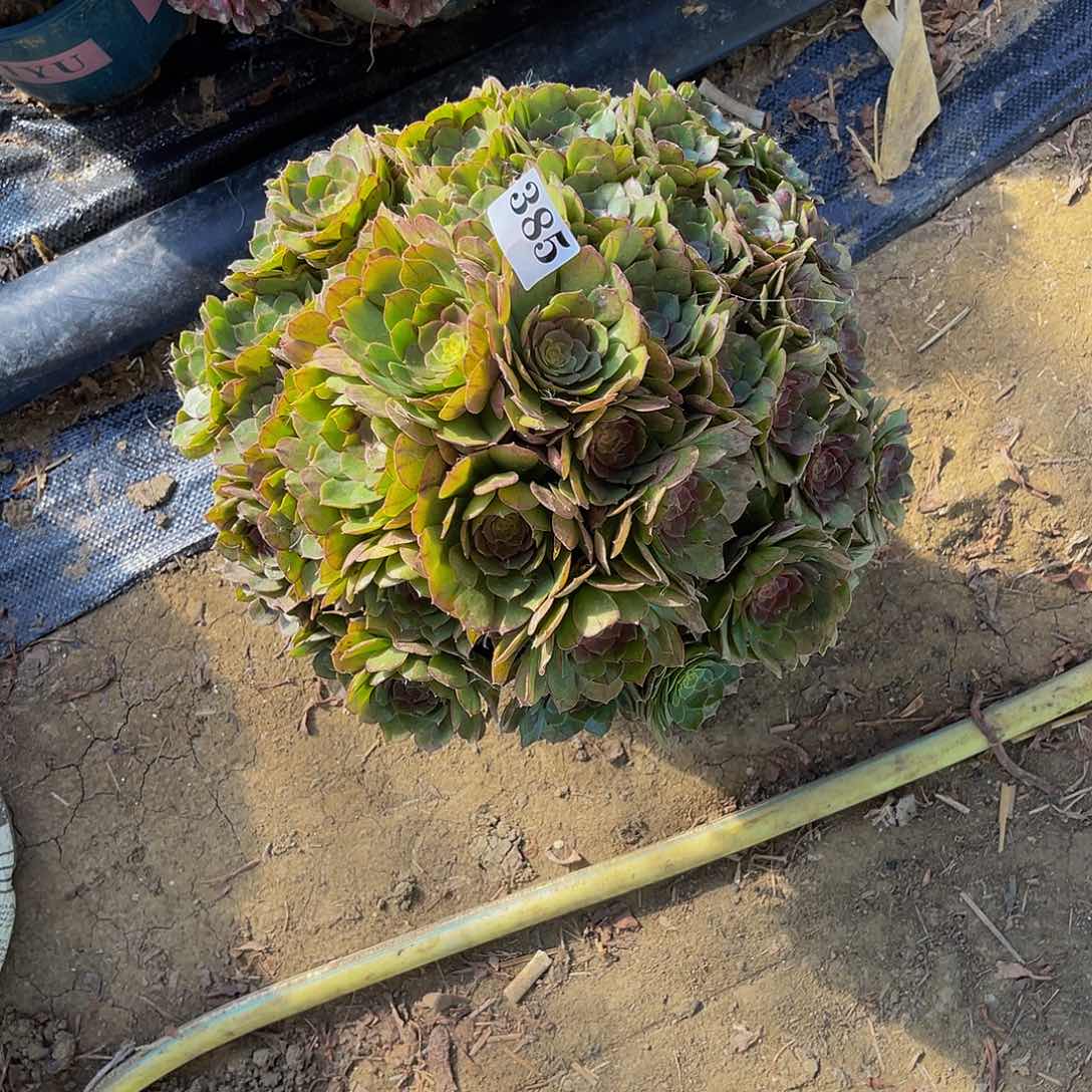 万圣节法师多肉1-15