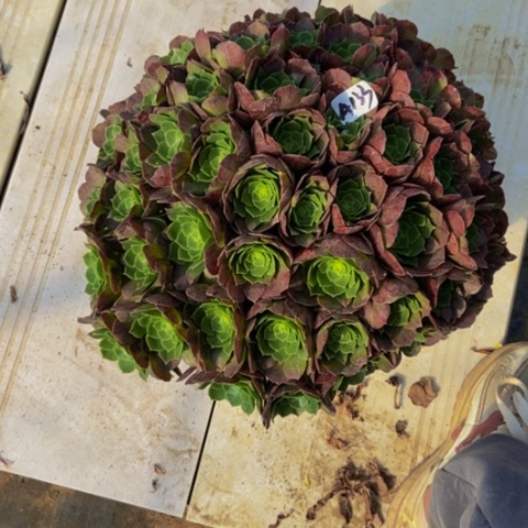 圣罗兰朵朵多肉133多肉不包断