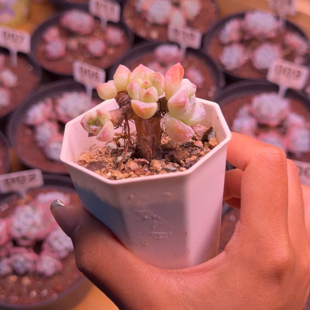 宝***呀小树朵朵坠冰玉4头