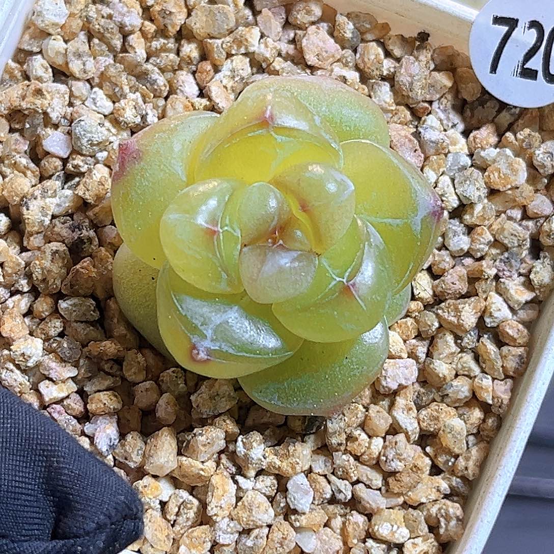 720一物一拍 遥遥 半价