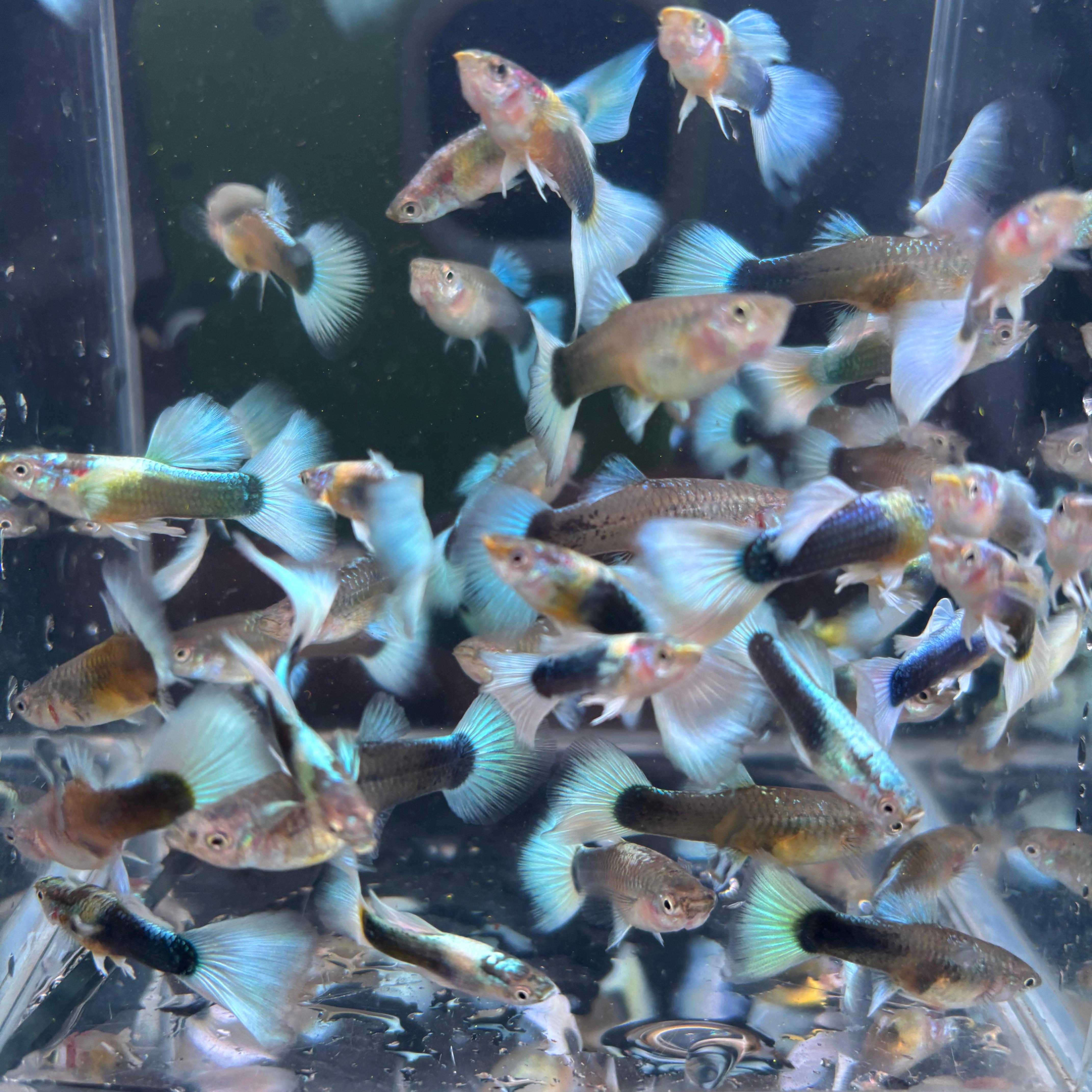 象牙白3-4月孔雀鱼新手练手好养耐活