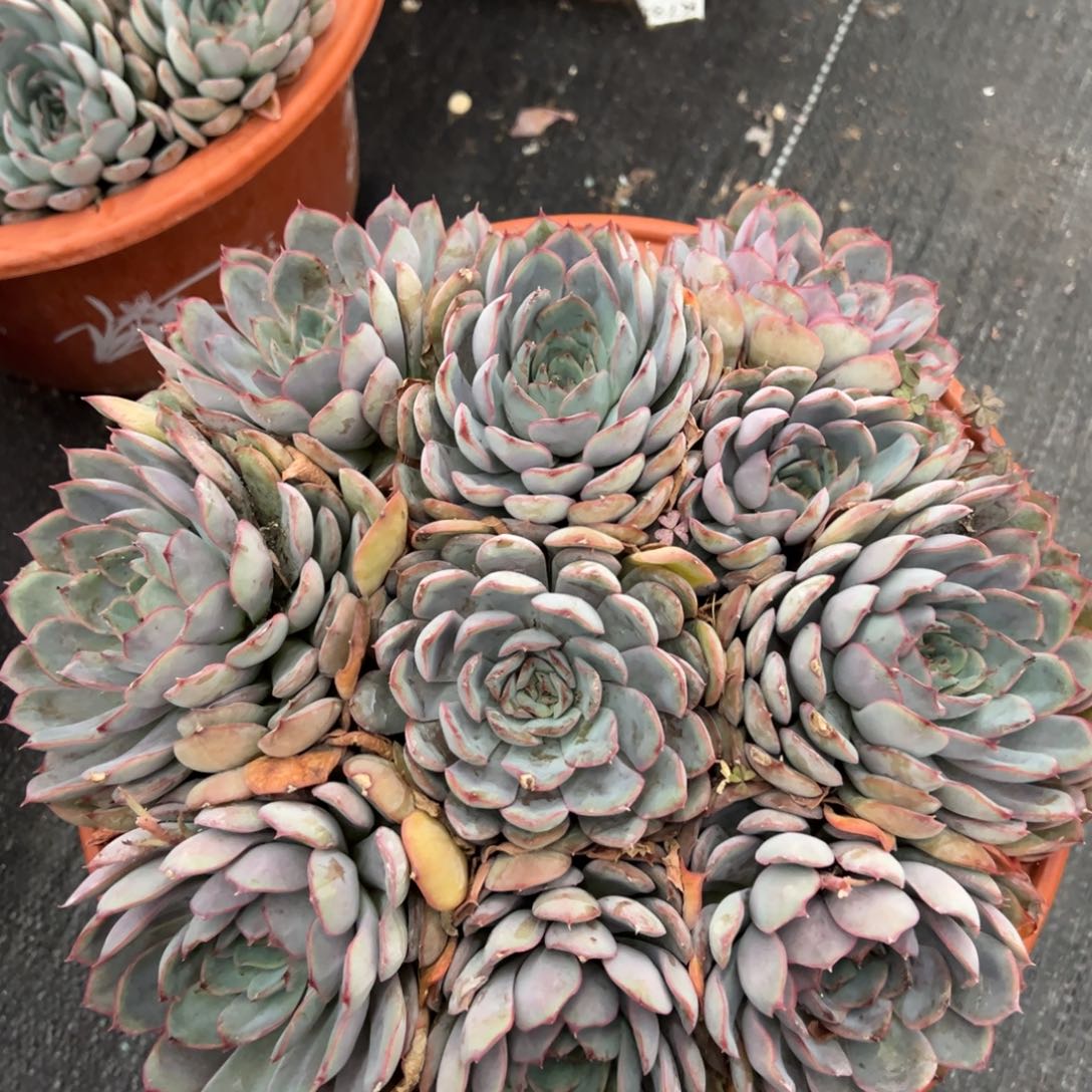 猎户座手捧大盆整桩