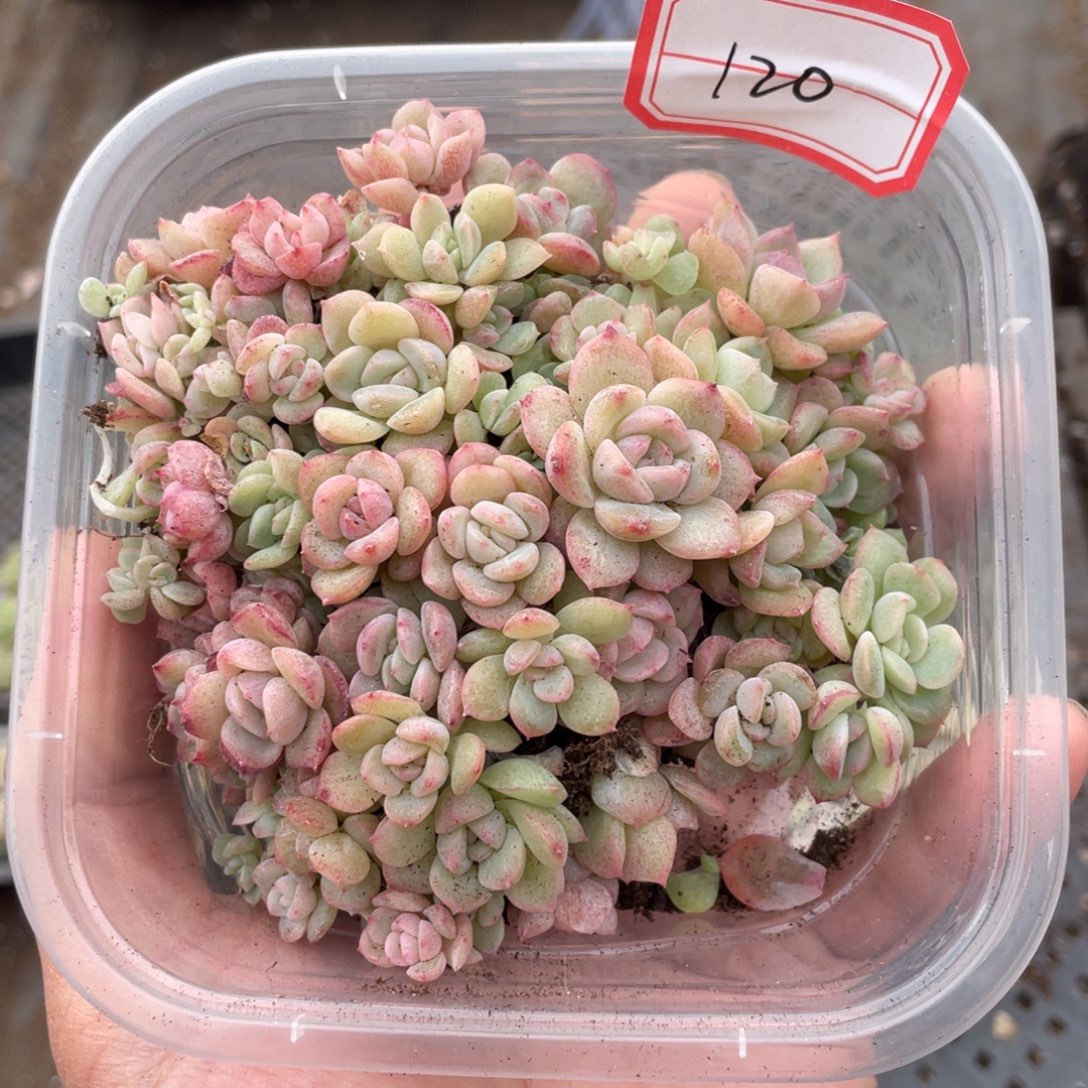 120胖宝珍妮播种切糕，白心绿心黄心