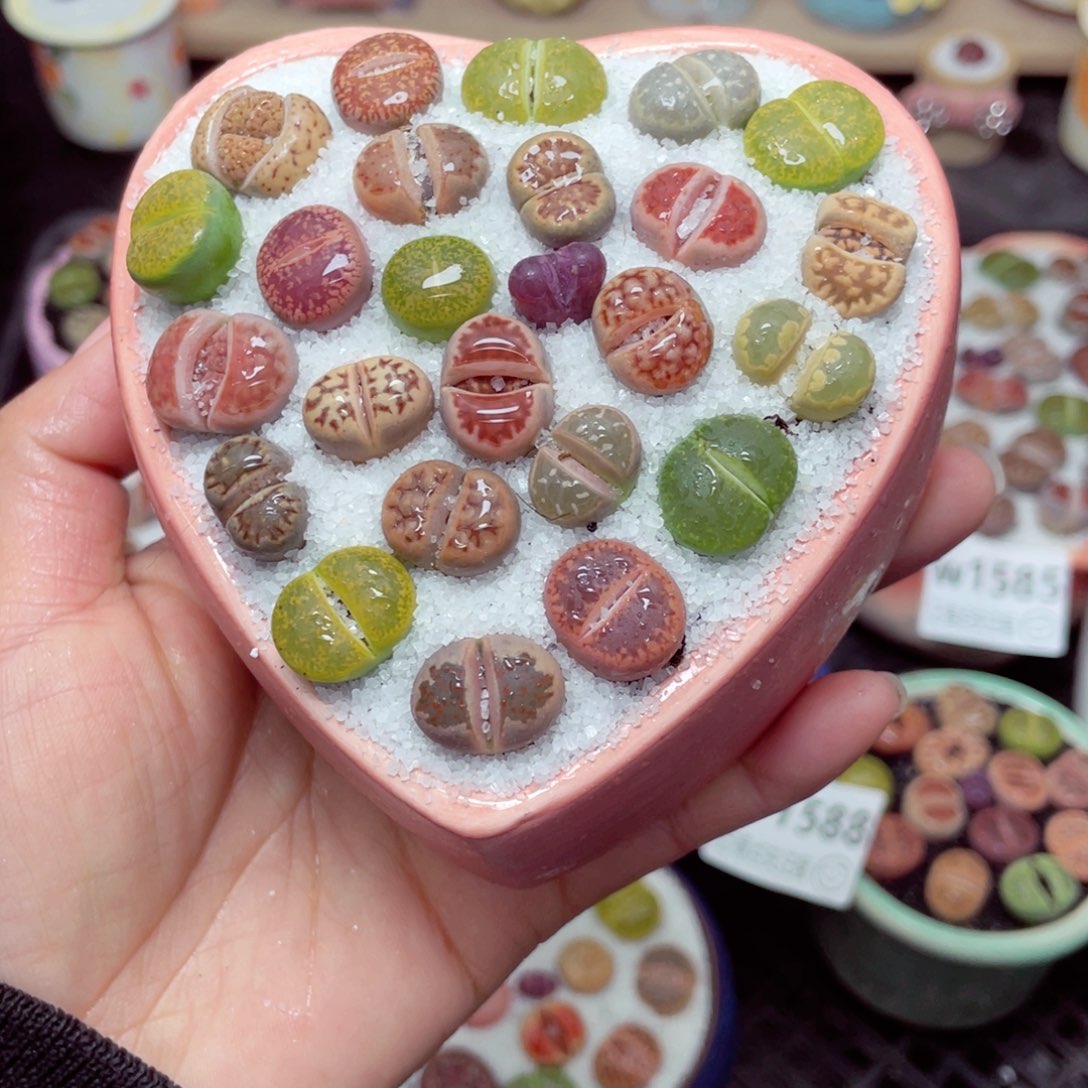 w1591 带盆土发货零下-地区拍保温箱