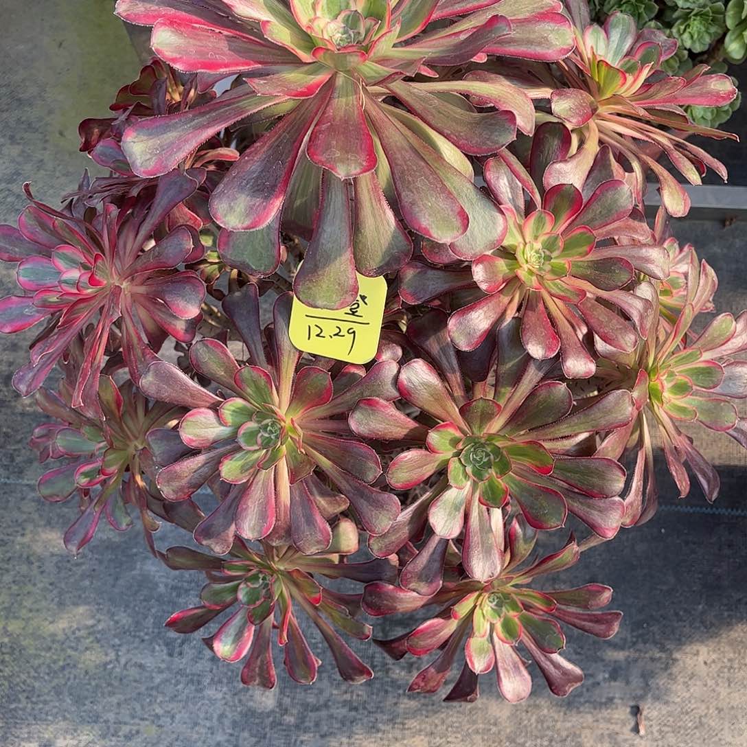 澄***澄多肉丽娜0000000寄养