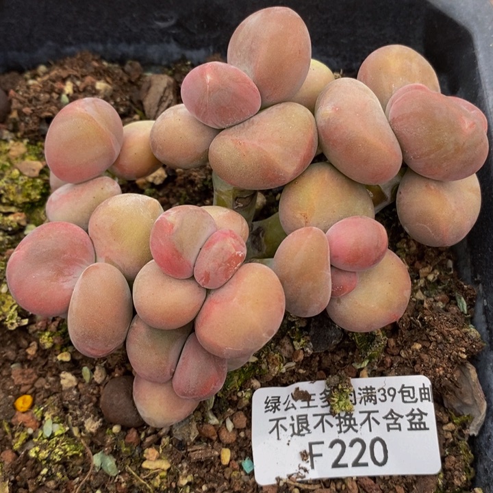 芒果奶9cm220多肉植物