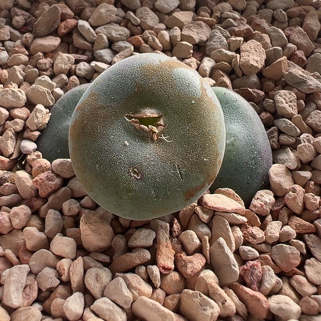 无花朵花友专拍 谢谢支持