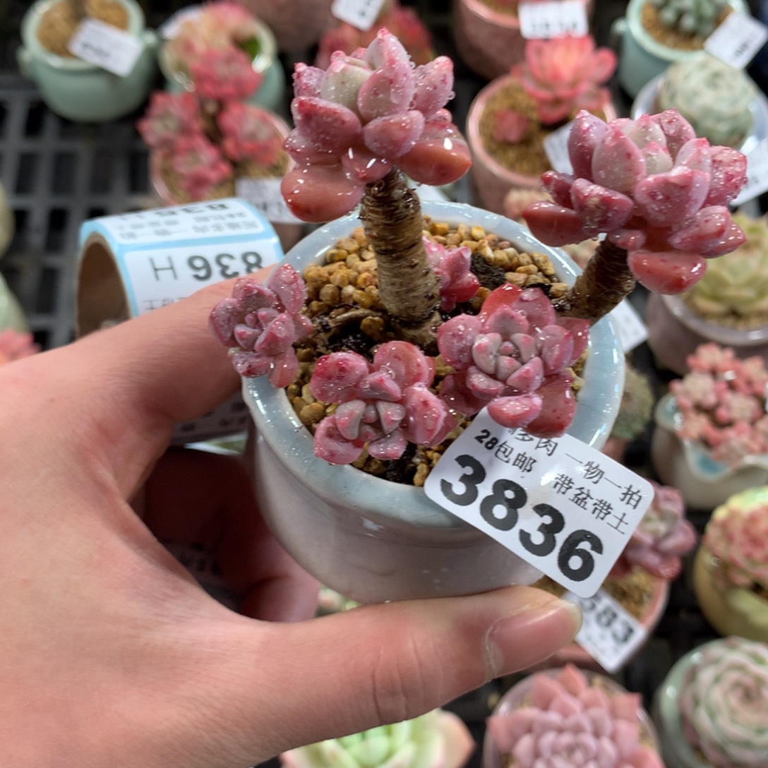 5厘米盆精控多肉3835