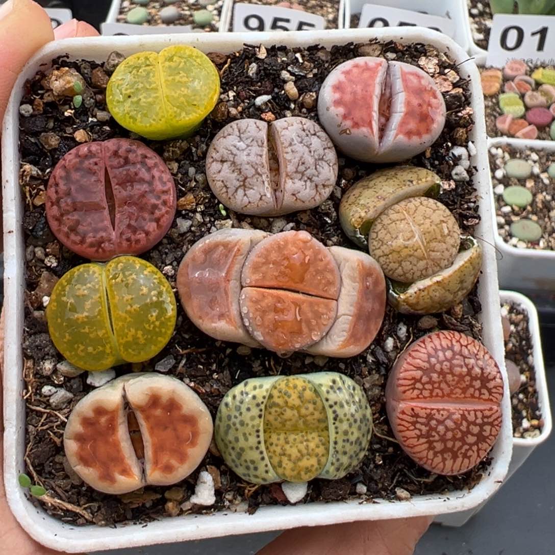 1.15好看的多肉058