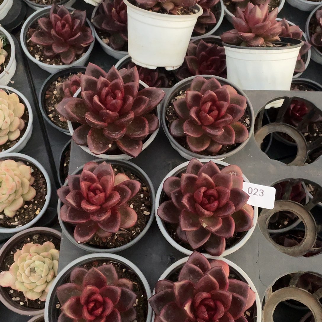 023。    带盆土。        