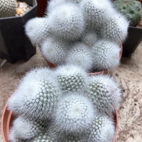 两盆白小丁仙人球25米仙人球