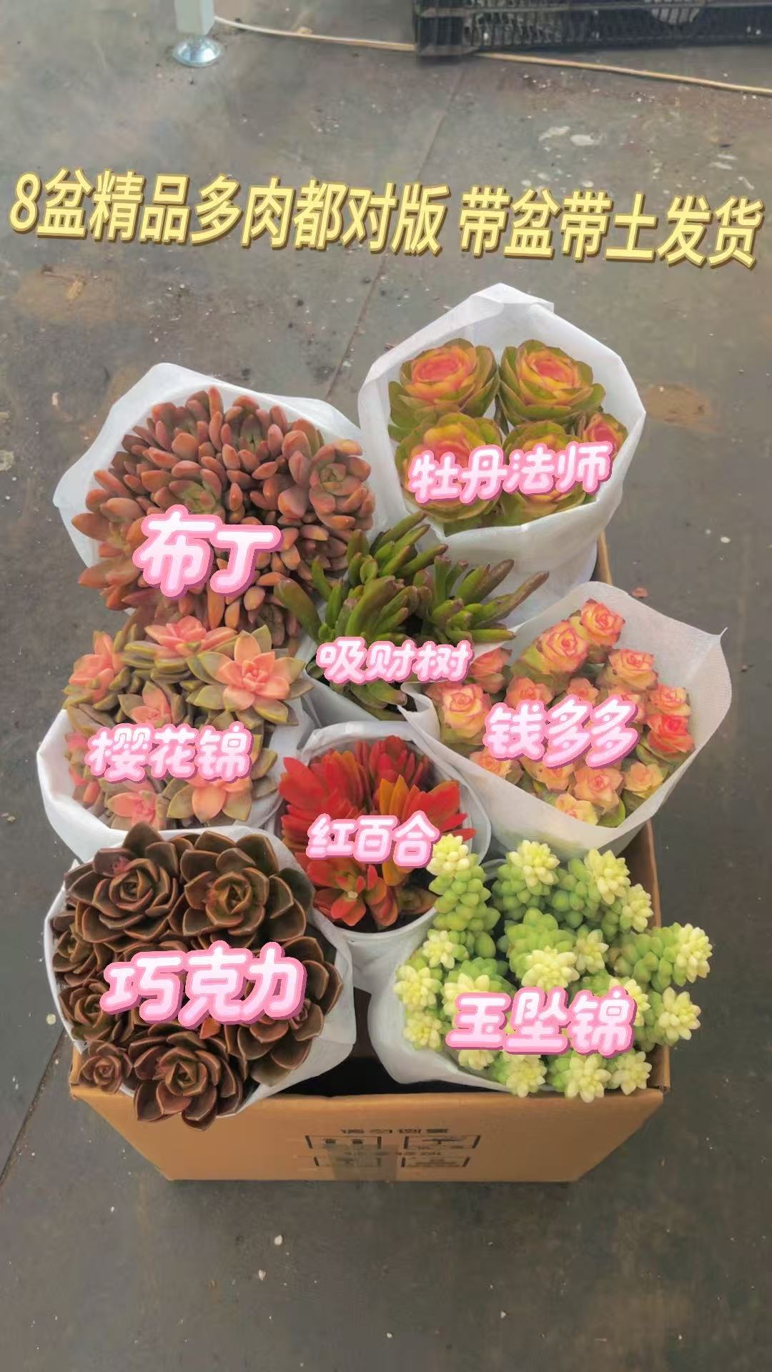 全家福满满一箱8大盆精品高品质多肉云南昆明基地直发带盆带土