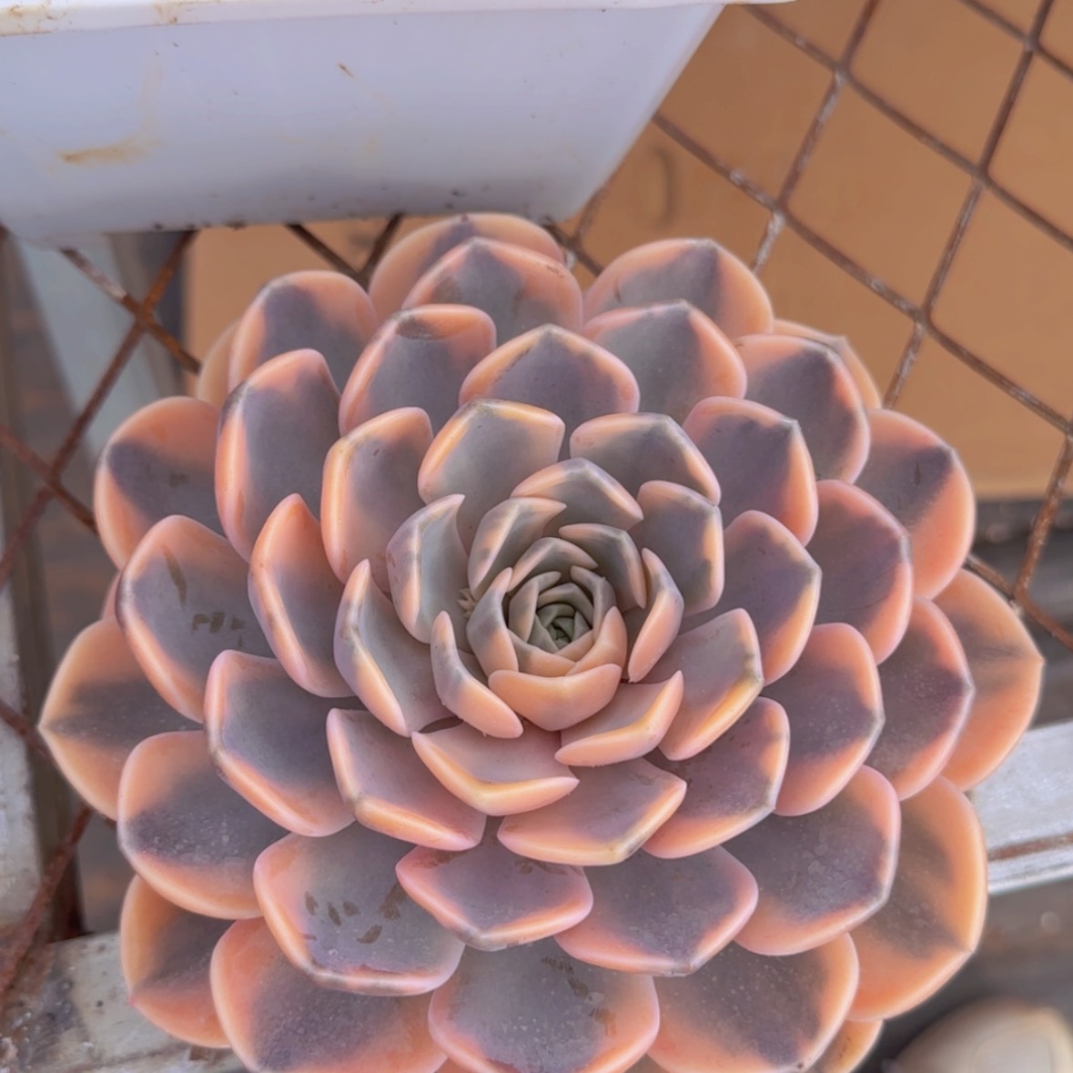 【闪购商品】母本汉堡锦寄养99